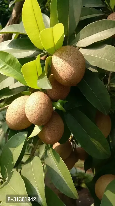 Sweet chiku fruit tree-thumb0