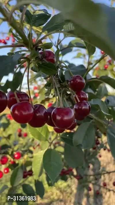 Cherry fruit tree