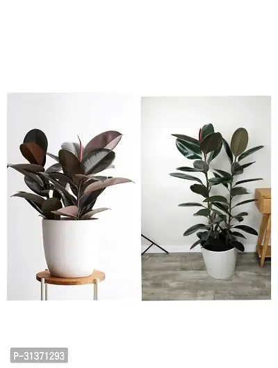 Rubber plant combo (pack of 2)