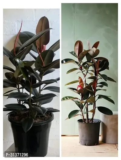 Rubber plant combo (pack of 2)-thumb0