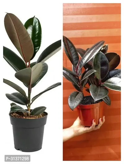 Rubber plant combo (pack of 2)