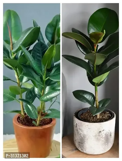 Rubber plant combo (pack of 2)