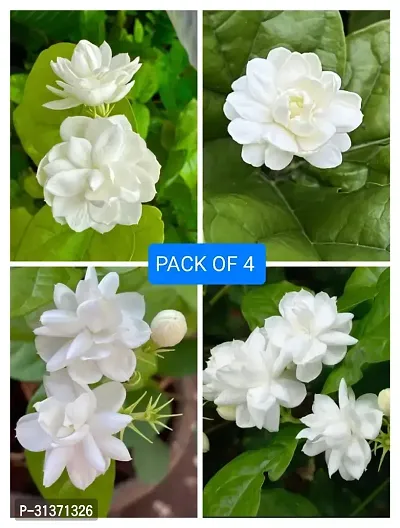 JUSMINE FLOWER PLANT COMBO (PACK OK 4)