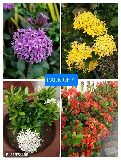 Ixora flower plant combo (pack of 4)