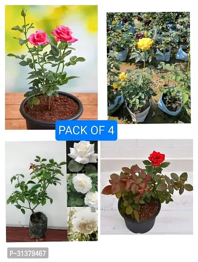 ROSE FLOWER PLANT COMBO (PACK OF 4)