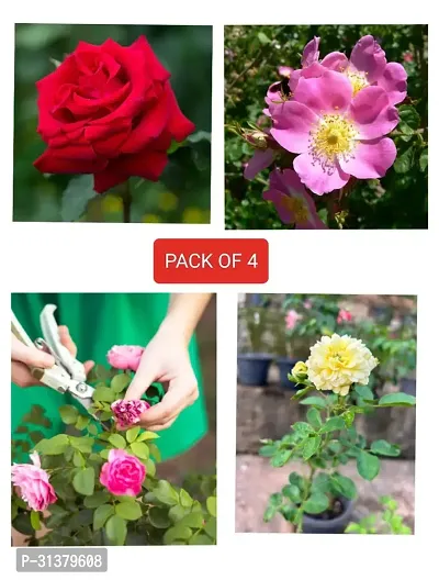 ROSE FLOWER PLANT COMBO (PACK OF 4)