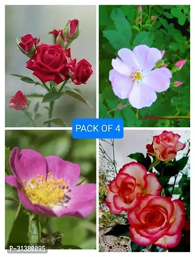 ROSE FLOWER PLANT COMBO (PACK OF 4)