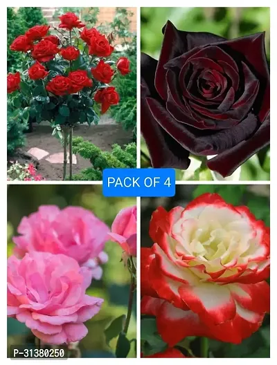 ROSE FLOWER PLANT COMBO (PACK OF 4)