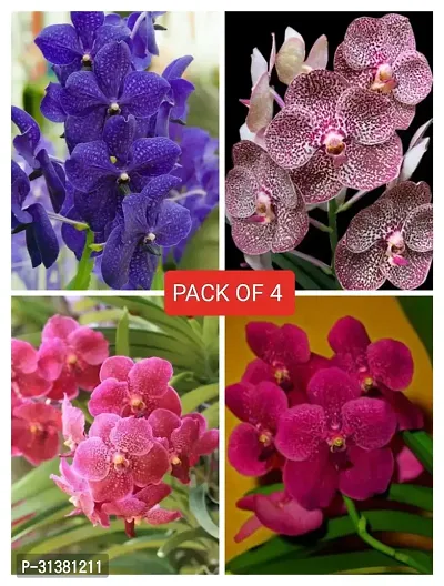 VANDA ORCHID COMBO (PACK OF 4)