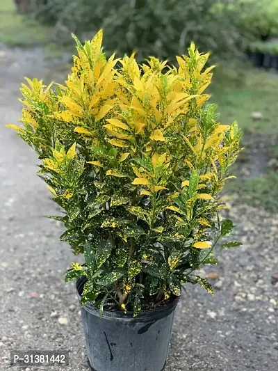 GOLD DUST CROTON PLANT