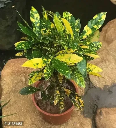 GOLD DUST CROTON PLANT