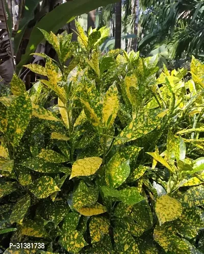 GOLD DUST CROTON PLANT