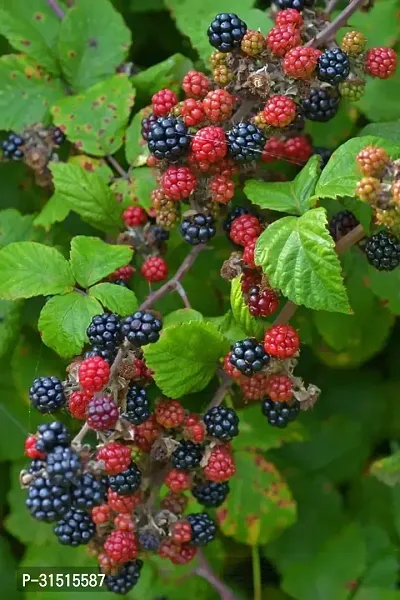 Mulberry Fruit Plant Pack of 1-thumb0