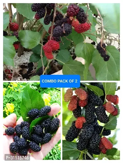 MULBERRY FRUIT PLANT COMBO (pack of 2)