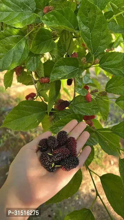 Mulberry Fruit Plant Pack of 1-thumb0