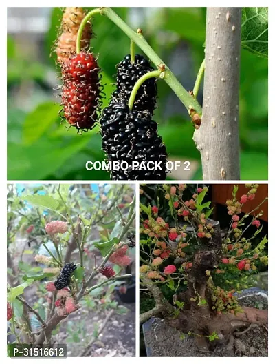 MULBERRY FRUIT PLANT COMBO (pack of 2)