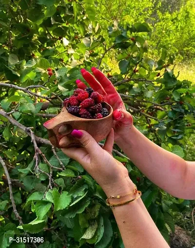 MULBERRY FRUIT PLANT (pack of 1)-thumb0