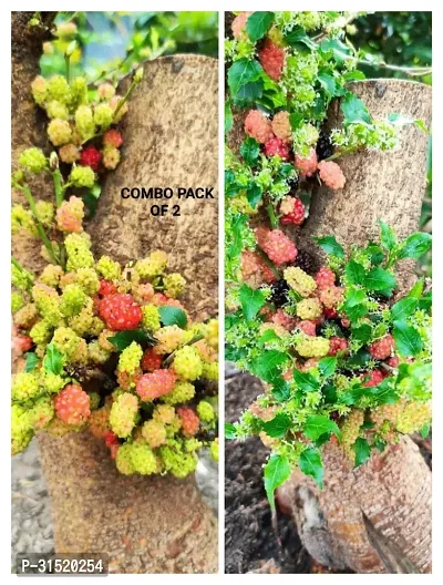 MULBERRY FRUIT PLANT COMBO (pack of 2)-thumb0