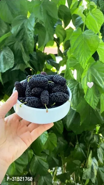 Mulberry Fruit Plant Pack of 1