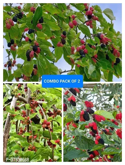 MULBERRY FRUIT PLANT COMBO (pack of 2)-thumb0