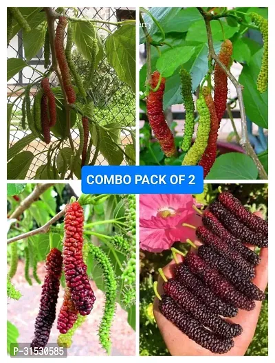 MULBERRY FRUIT PLANT COMBO (pack of 2)