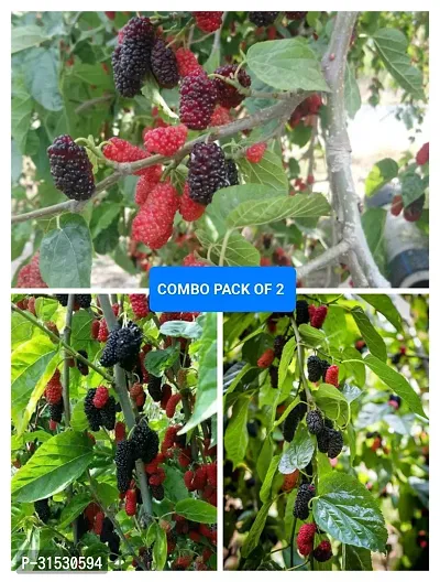 MULBERRY FRUIT PLANT COMBO (pack of 2)-thumb0