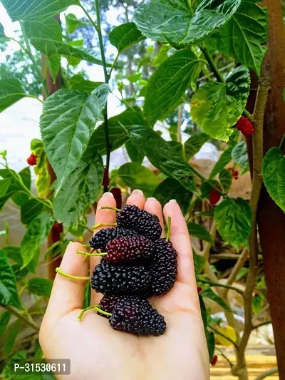 MULBERRY FRUIT PLANT (pack of 1)-thumb0