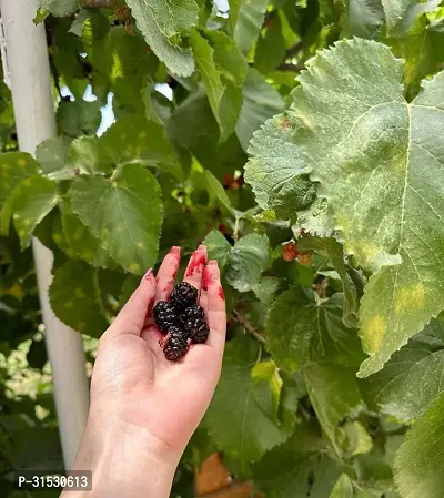 MULBERRY FRUIT PLANT (pack of 1)-thumb0