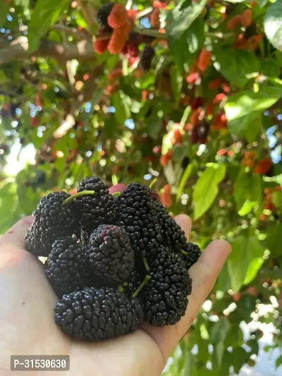 MULBERRY FRUIT PLANT (pack of 1)-thumb0