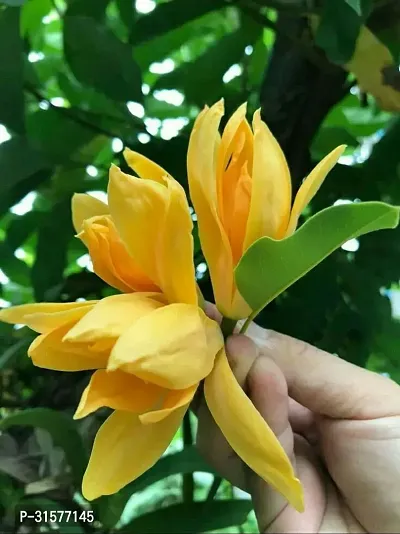 Golden Magnolia champak flower plant-thumb0