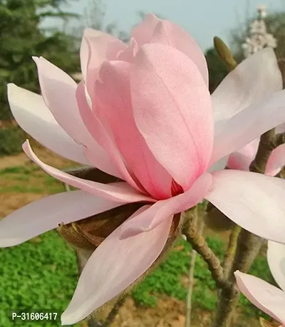 Magnolia champak flower plant