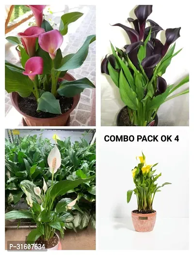 Lily flower plant combo (pack of 4)-thumb0