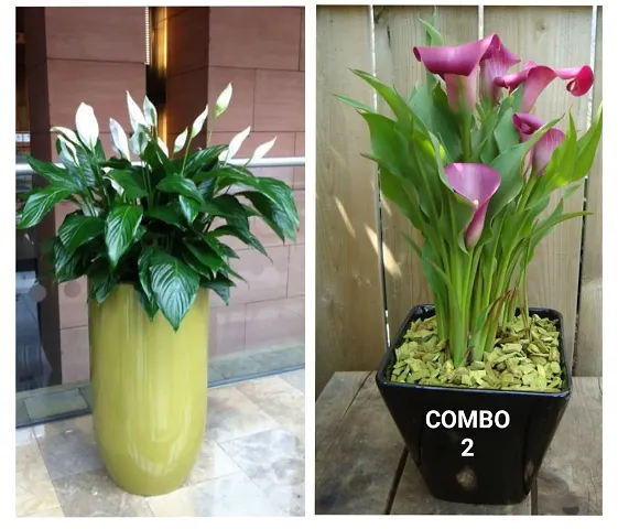 Best Selling Plant & Planters 