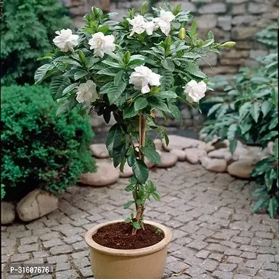 Gardenia Flower Plant Pack of 1