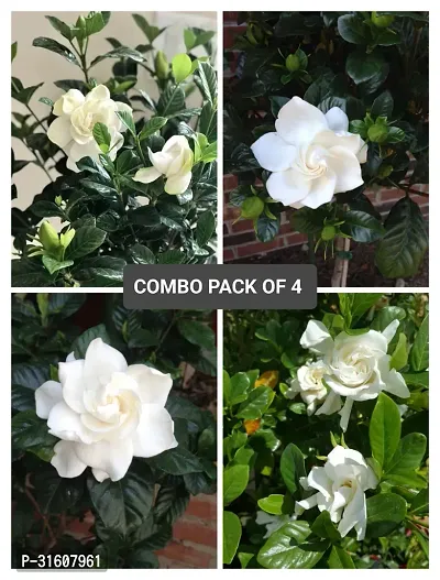 Gardenia Flower Plant Pack of 4