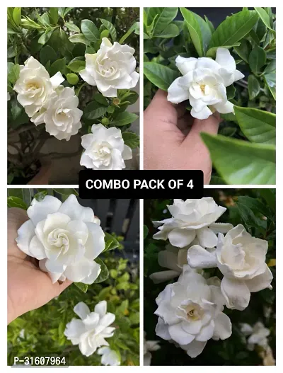 Gardenia Flower Plant Pack of 4