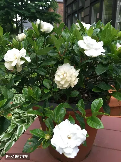 Gardenia Flower Plant Pack of 1-thumb0