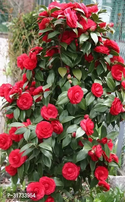 CAMELIA FLOWER PLANT (PACK OF 1)-thumb0