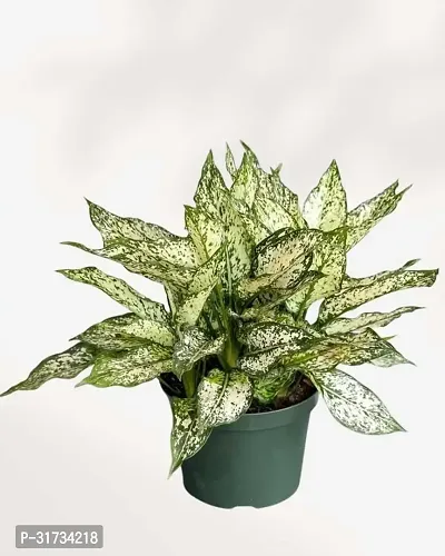 AGLONEMA SNOW WHITE AIR PURIFYING PLANT