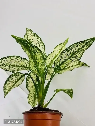 AGLONEMA SNOW WHITE AIR PURIFYING PLANT-thumb0