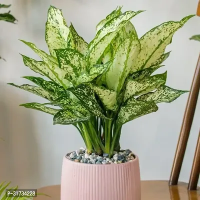 AGLONEMA SNOW WHITE AIR PURIFYING PLANT