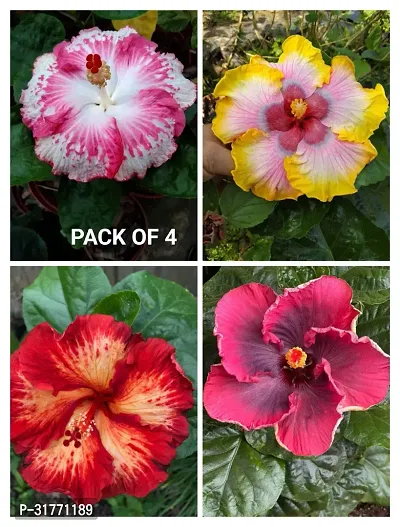 Natural Home Gardening Flower Plant, Pack of 4