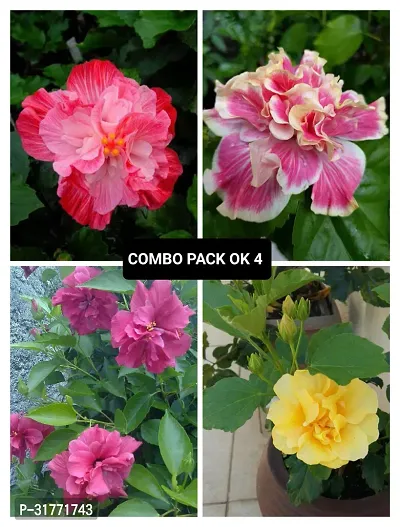 Natural Home Gardening Flower Plant, Pack of 4