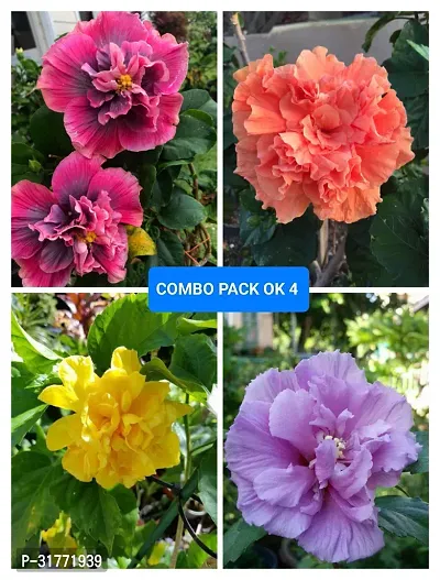 Natural Home Gardening Flower Plant, Pack of 4