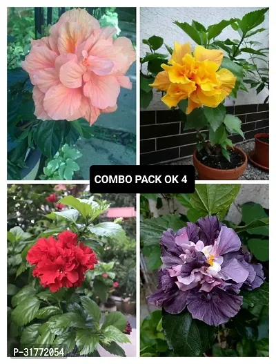 Natural Home Gardening Flower Plant, Pack of 4