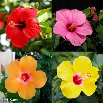 Natural Home Gardening Flower Plant, Pack of 4