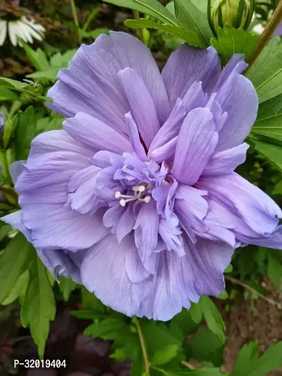 Blue habiscus flower plant