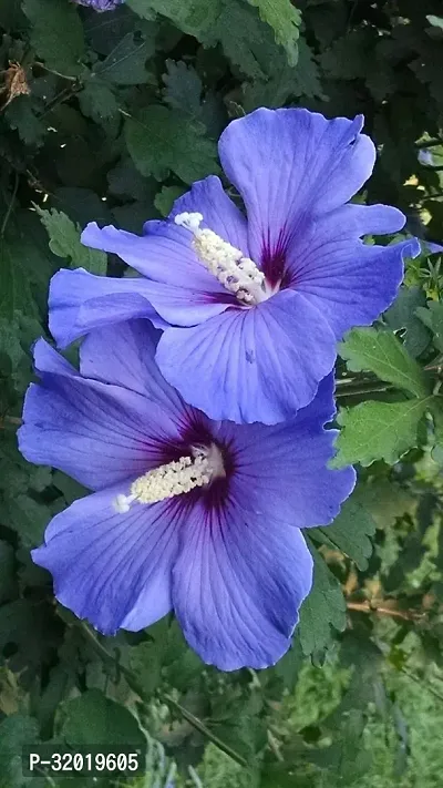 BLUE HABISCUS FLOWER PLANT-thumb0