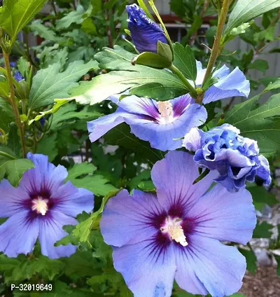 BLUE HABISCUS FLOWER PLANT