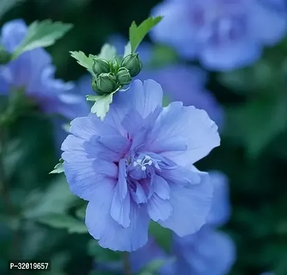 Blue habiscus flower plant-thumb0